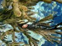 PADI Discover Scuba Diving Playa Del Carmen