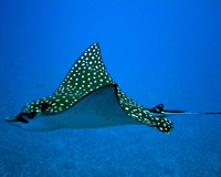 Puerto Plata Five Dive Package