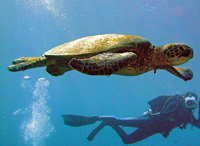 Puerto Plata Ten Dive Package
