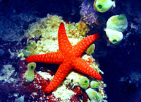Seastar Package Punta Cana