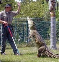Gatorland Ticket with Transport