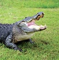 Gatorland Ticket with Transport