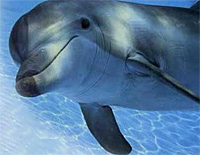 Swim with Dolphins and Everglades Adventure