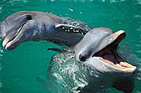 Cozumel Dolphin Discovery - Royal Swim