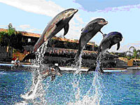 Dolphin Adventure in Puerto Vallarta