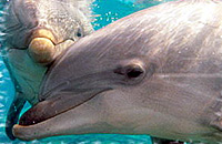 Swim with Dolphins at Puerto Aventuras, Riviera Maya