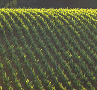 Medoc 1855 - Outstanding Grand Crus Classes