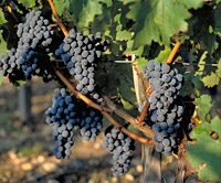 Wine Tasting at Chateaux and Terroirs - The Great Bordeaux Vineyards