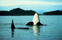 Vancouver Whale Watching Safari