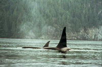 Vancouver Whale-Watching Tour