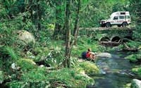 Cape Tribulation and Daintree 4WD Safari from Port Douglas