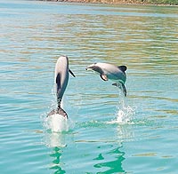 Akaroa Swim with Dolphins