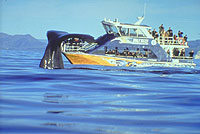 Kaikoura Whale Watch Day Tour