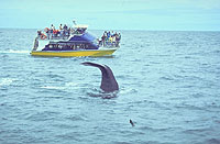 Kaikoura Whale Watch with TranzCoastal Train