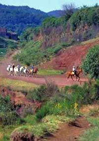 El Salobre Canyon Horse Farm - 