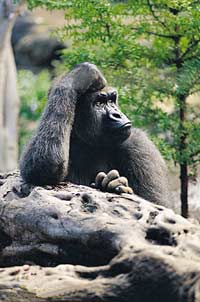 Loro Park - Tenerife's Wildlife Park