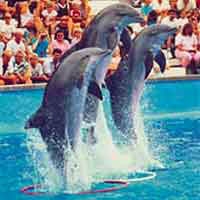 Palafolls Marineland