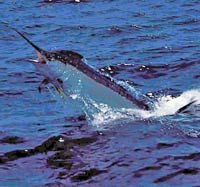 Sport Fishing - Deep Sea and Shallow