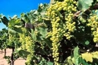 Baja California Mexico Lobster Tour