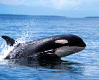 Orca Search by Kayak