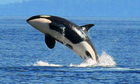 Whale Watching from Friday Harbor