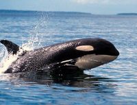 Whale Watching from Friday Harbor