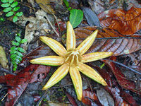 Ecotourism and Adventure in Mindo