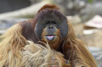 San Diego Zoo Best Value Ticket