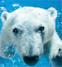 San Diego Zoo Best Value Ticket