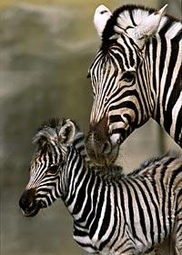 San Diego Zoo's Wild Animal Park