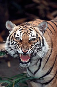 San Diego Zoo's Wild Animal Park