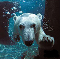 The San Diego Zoo