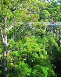 Valley of the Giants and 