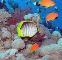 Glass Bottom Boat - Coral Reef Viewing Cruise
