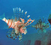 Ras Mohamed Cruise and Snorkeling