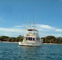 Red Sea Dolphin Glass Bottom Boat Cruise