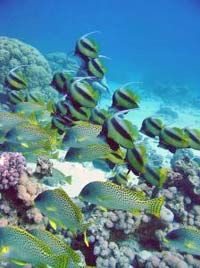 Tiran Island Cruise and Snorkeling