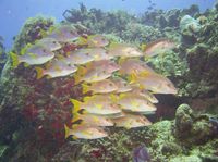 3-Day PADI Open Water Diver Course