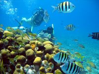 PADI Discover Scuba Diving Course in Cozumel