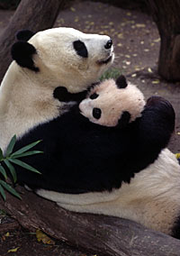 San Diego Zoo With Transport