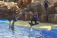 SeaWorld&reg; San Diego Ticket with Transport