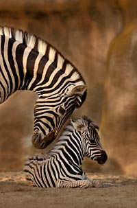 Wild Animal Park With Transport