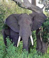 Five Day Victoria Falls and Chobe Fly-In Tour