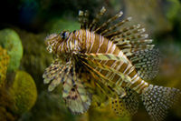New England Aquarium