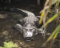 Airboat Ride on the Everglades
