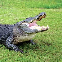 Gatorland with Transport