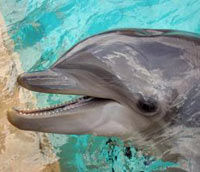 Meet the Dolphins at Miami SeaQuarium