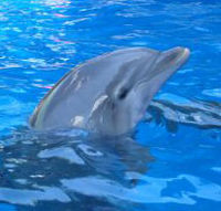 Meet the Dolphins at Miami SeaQuarium