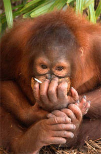 Monkey Business VIP Private Tour at Jungle Island Miami