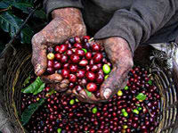 Coffee Tour at Cafe Britt